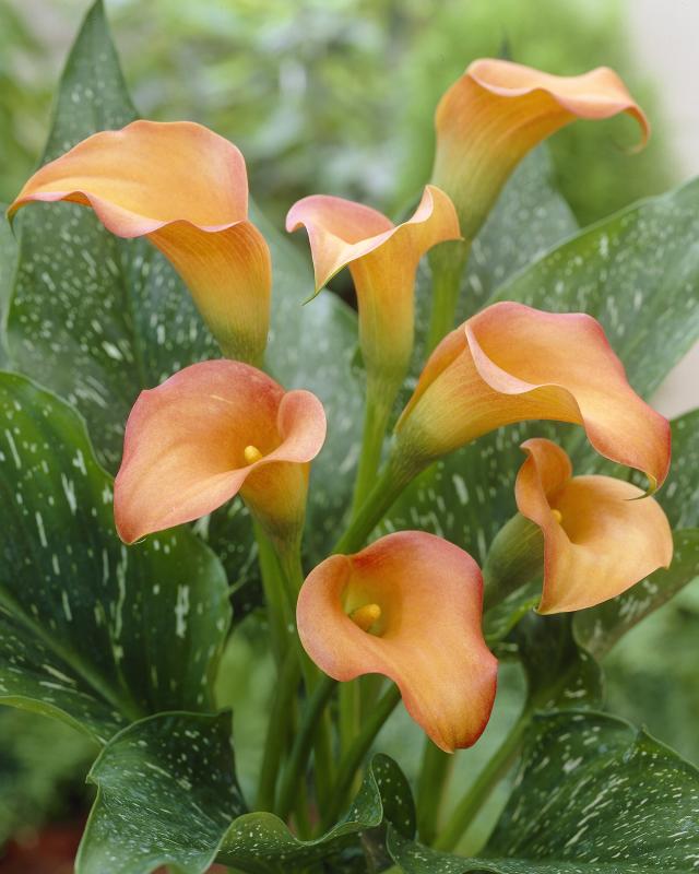 Calla-Träume, 4tlg.