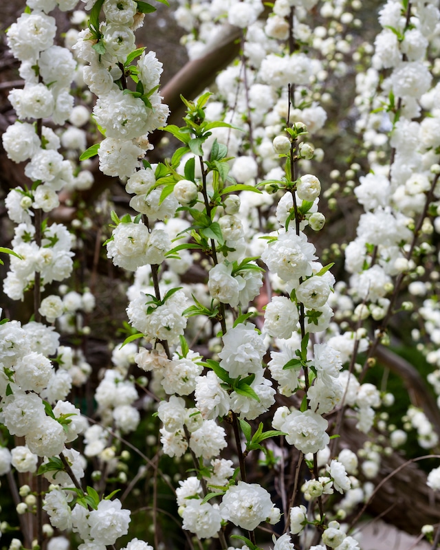 Gefüllte Chinakirsche Weiß