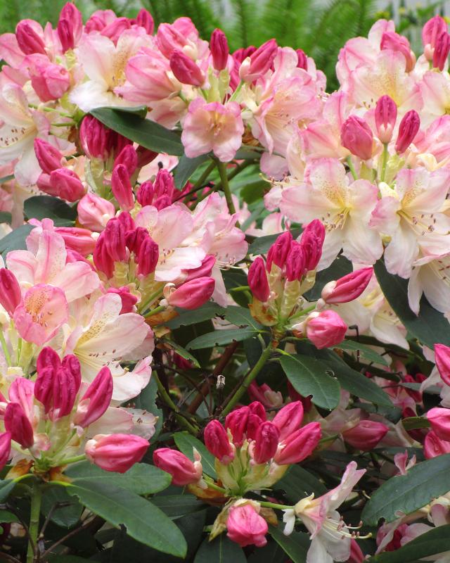 Rhododendron "Dreamland"