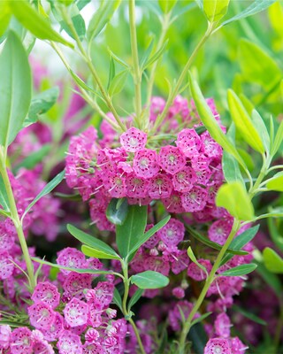 Produktabbildung 1 für Pinke Kalmia