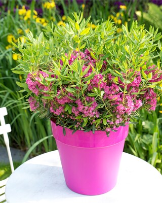 Produktabbildung 2 für Pinke Kalmia