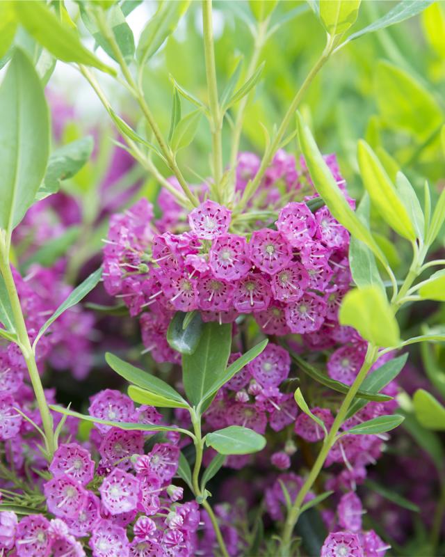 Pinke Kalmia