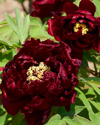 Produktabbildung 2 für XXL-Paeonia "Wu Yin Yao"