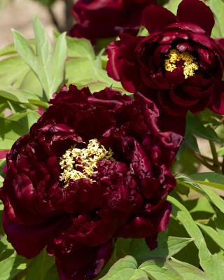 Produktabbildung 2 für XXL-Paeonia "Wu Yin Yao"