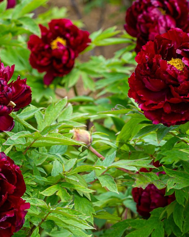 XXL-Paeonia "Wu Yin Yao"