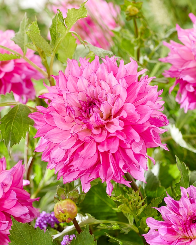 Dahlien mit XXL-Blüten, 4tlg.