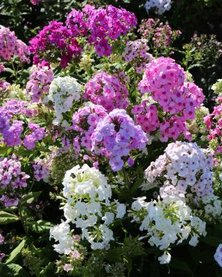 Produktabbildung 1 für Jumbo Phlox Breeders Mix, 4tlg.