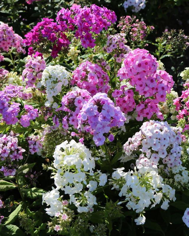 Jumbo Phlox Breeders Mix, 4tlg.