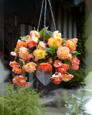 Produktabbildung 2 für Splendide Begonien Ballerina