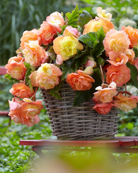 Produktabbildung für Splendide Begonien Ballerina