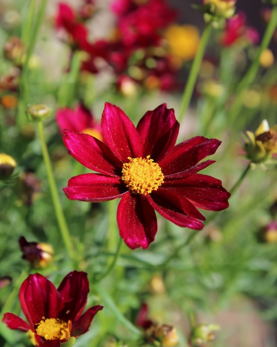 Produktabbildung für Schokoladenblumen, 4tlg.