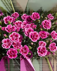 Produktabbildung für Nelken "Purple Wedding", 4tlg.