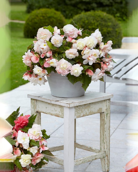 Produktabbildung für Duftbegonien Odorata, 10tlg.