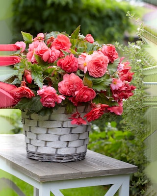 Produktabbildung 4 für Duftbegonien Odorata, 10tlg.