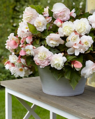 Produktabbildung 2 für Duftbegonien Odorata, 10tlg.