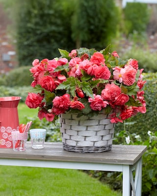 Produktabbildung 3 für Duftbegonien Odorata, 10tlg.