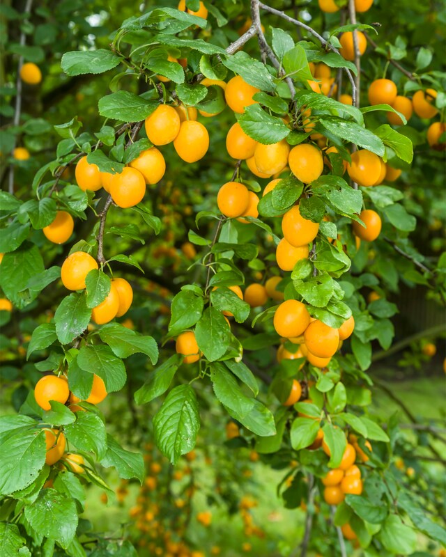 Mini-Obstbaum Mirabelle