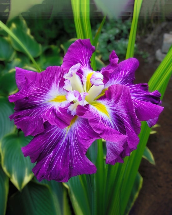 Produktabbildung für Iris Ensata Mix, 4tlg.