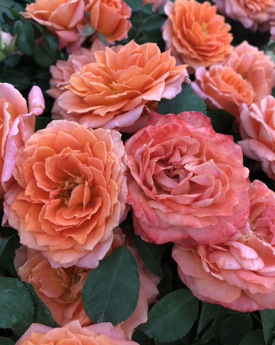Produktabbildung für Kletterrose und Edelrose, 2tlg.