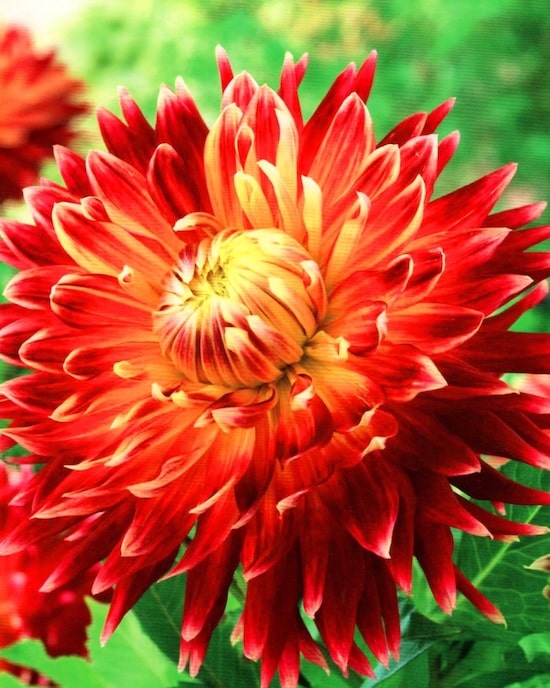 Produktabbildung für Dahlien mit XXL-Blüten, 4tlg.