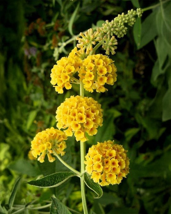 Produktabbildung für Buddleija "Sungold"