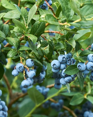 Produktabbildung 2 für Besondere Heidelbeeren, 2 Stück