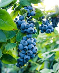 Produktabbildung für Besondere Heidelbeeren, 2 Stück