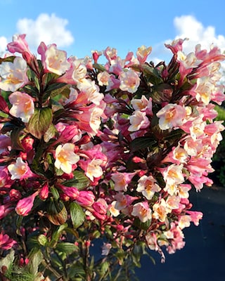 Produktabbildung 1 für Bienenfreund Weigelia "Vintage Love"