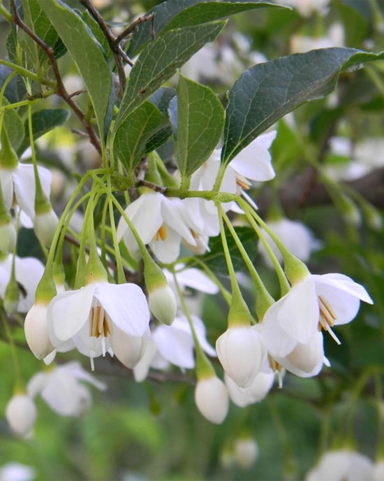 Produktabbildung für Japanischer Schneeglöckchen-Baum