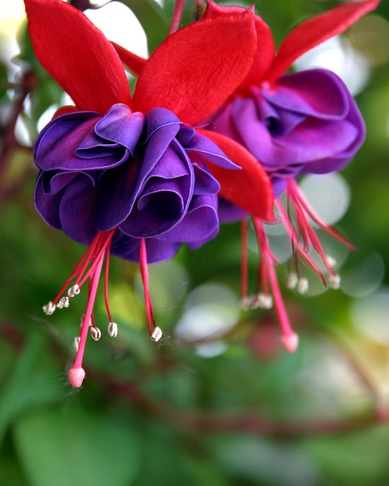 Produktabbildung für Gefüllte Fuchsien, 4tlg.