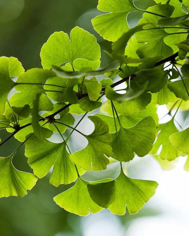 Ginkgo Biloba