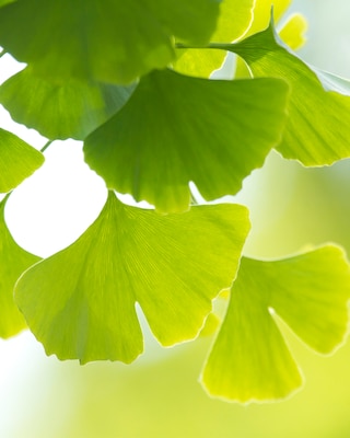 Produktabbildung 3 für Ginkgo Biloba