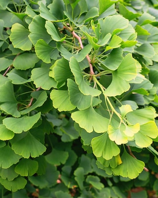 Produktabbildung 2 für Ginkgo Biloba