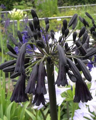 Produktabbildung 1 für Agapanthus Black Magic