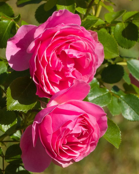 Produktabbildung für Kletterrose und Beetrose Schönheiten, 2tlg.