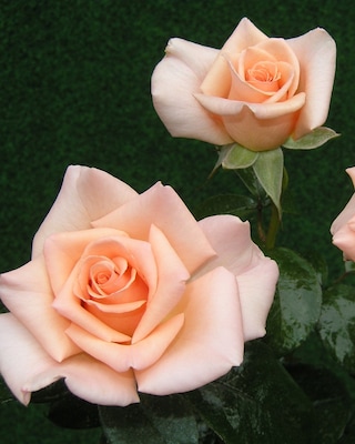 Produktabbildung 3 für Historische Rosen, 2tlg.