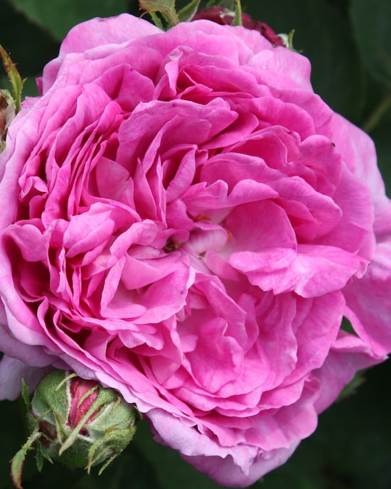 Produktabbildung für Historische Rosen, 2tlg.