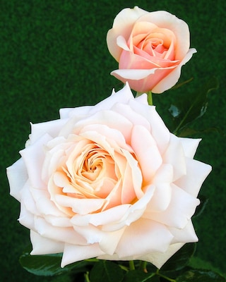 Produktabbildung 4 für Historische Rosen, 2tlg.