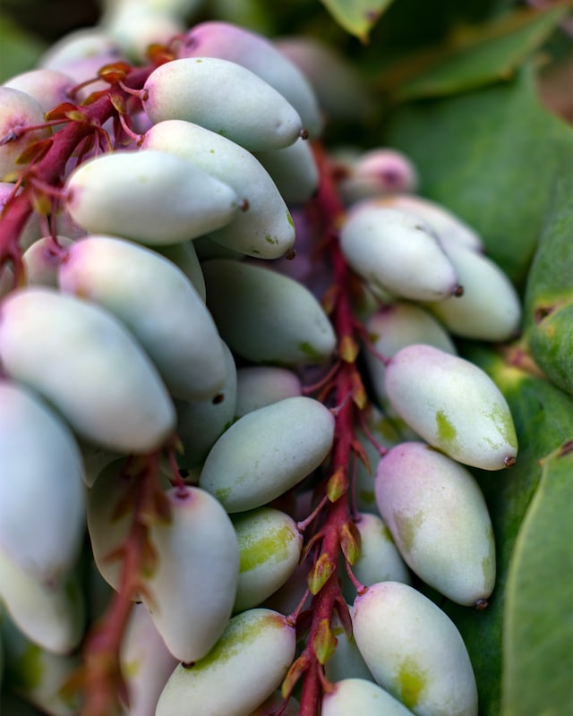 Mahonia "Cabaret"