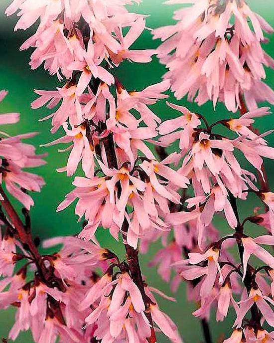 Produktabbildung für Rosenforsythie "Rosa"