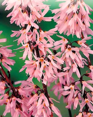 Produktabbildung 1 für Rosenforsythie "Rosa"