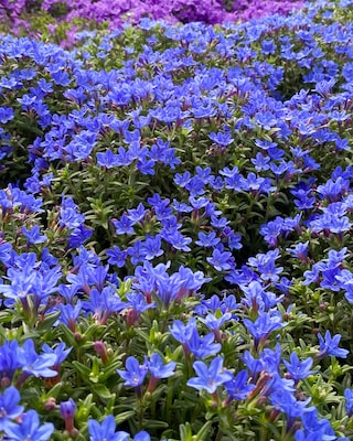 Produktabbildung 2 für Bodendecker "Seesternchen", 6tlg.