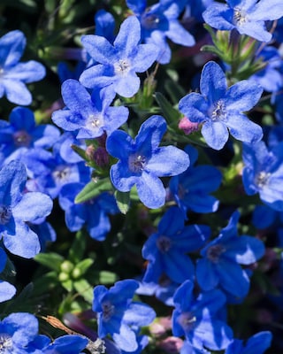 Produktabbildung 3 für Bodendecker "Seesternchen", 6tlg.