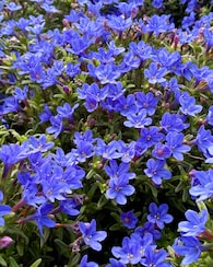 Produktabbildung für Bodendecker "Seesternchen", 6tlg.