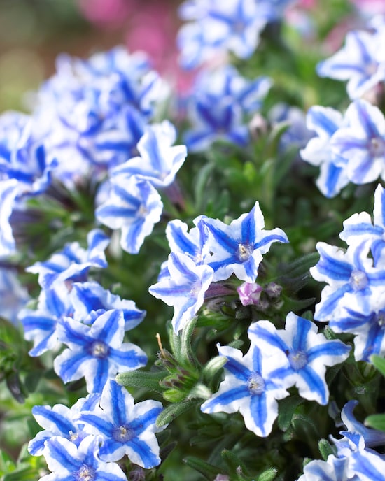 Produktabbildung für Bodendecker "Seesternchen", 6tlg.