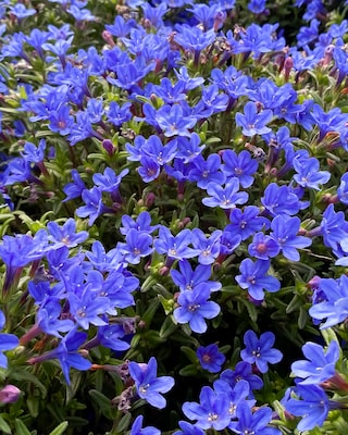 Produktabbildung 1 für Bodendecker "Seesternchen", 6tlg.