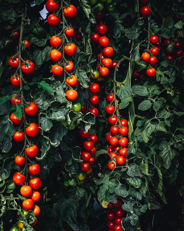 Tomaten Solena Rot, 2tlg.