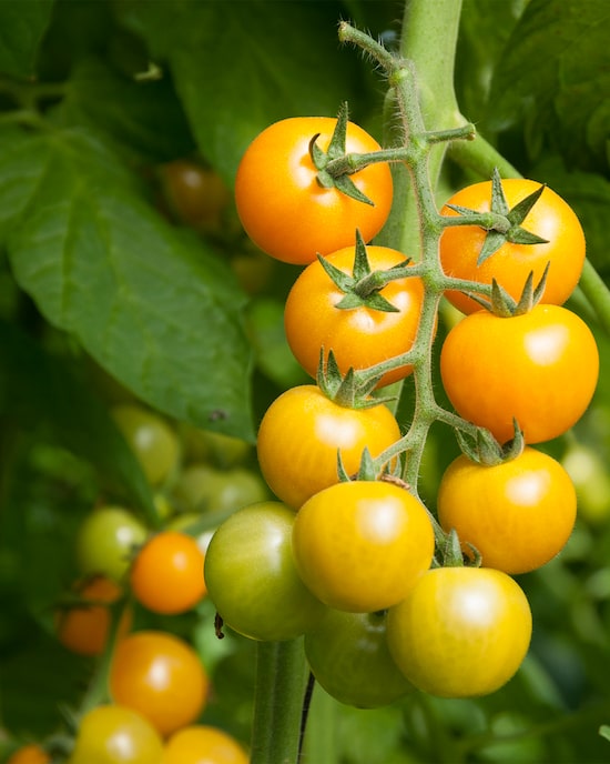Produktabbildung für Tomate Solena Gelb, 2tlg.