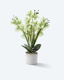 Produktabbildung für Kunst-Orchidee im Keramiktopf
