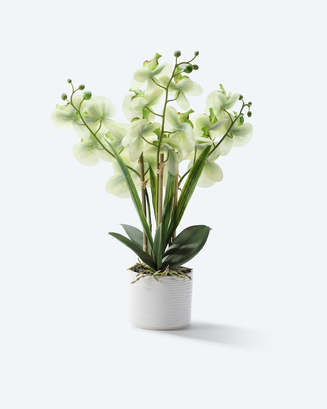 Paradessa Orchidee im Keramiktopf online